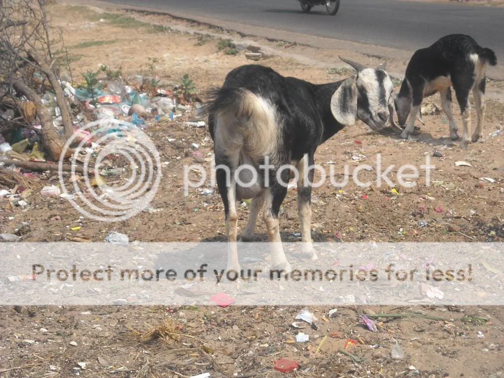 Goat Balls Photo by summersbird Photobucket